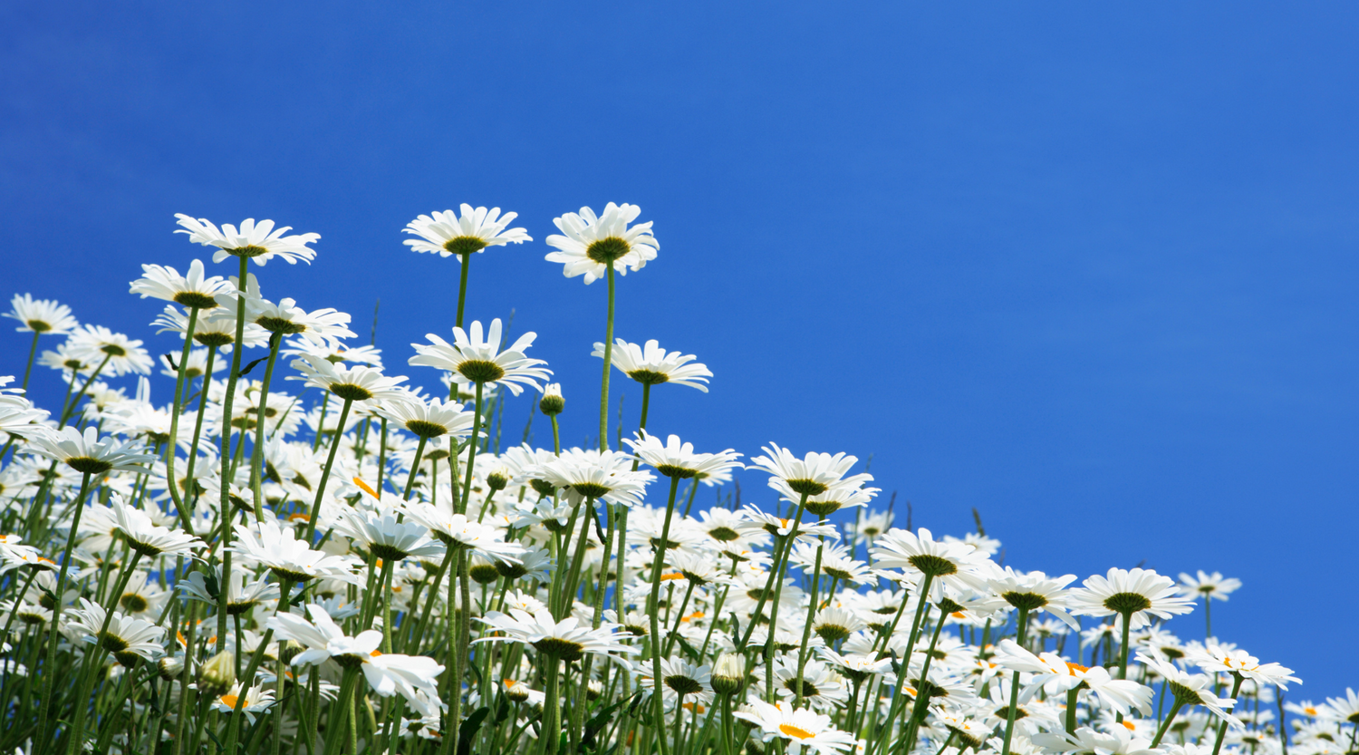 Flare-Free Skin This Spring